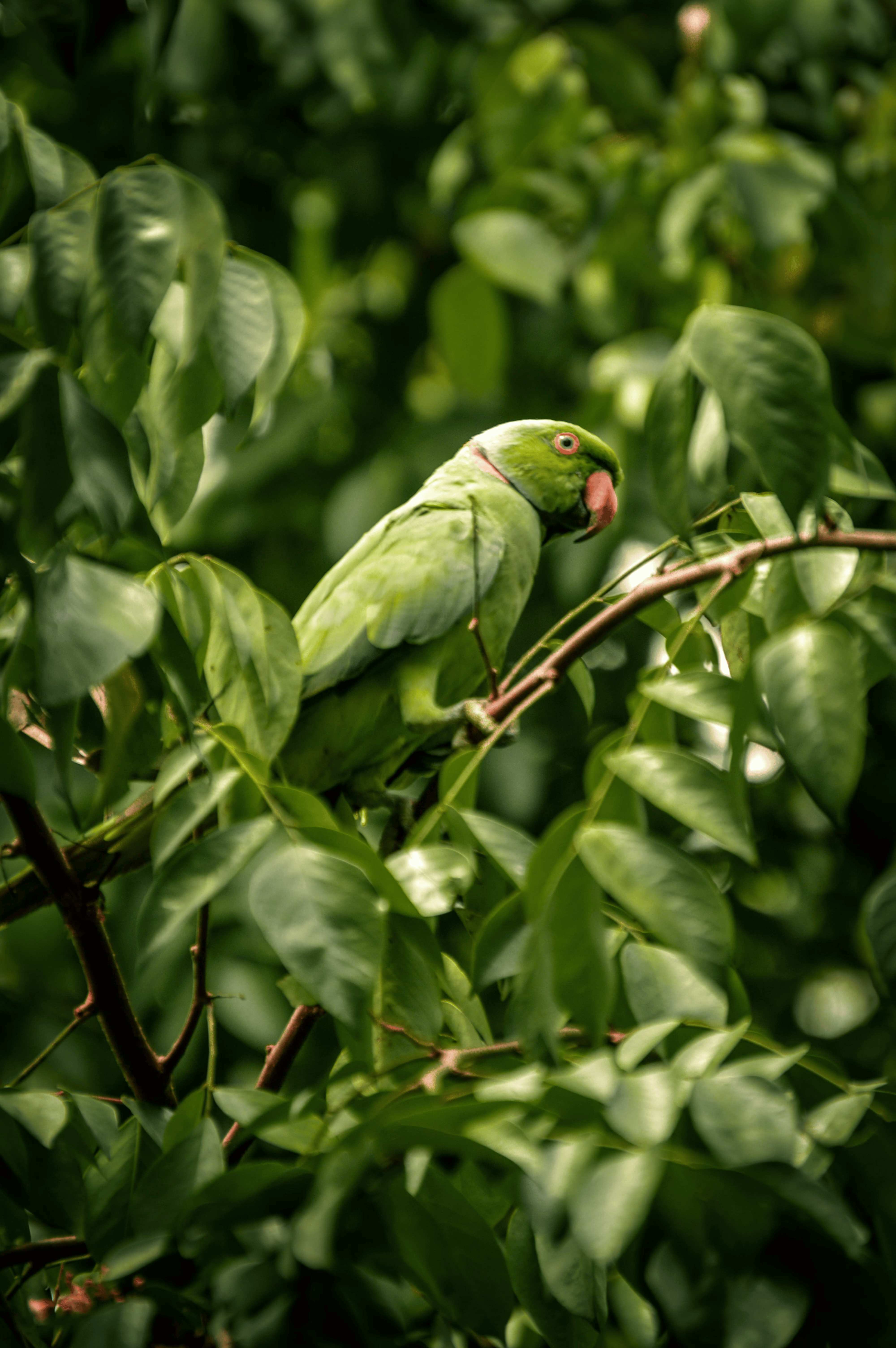 Oiseaux Tropicaux